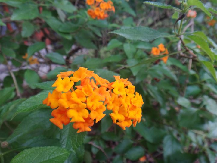 モルディブ 花 虫よけ